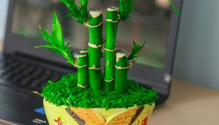 cây hút tài lộc